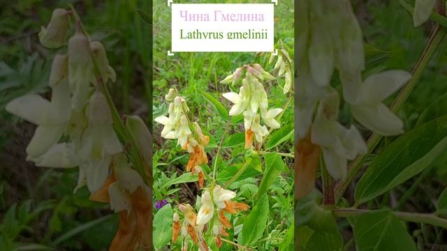 Чина Гмелина (Lathyrus gmelinii).?