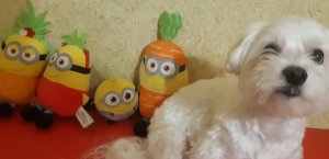 Миньоны/Грювитация