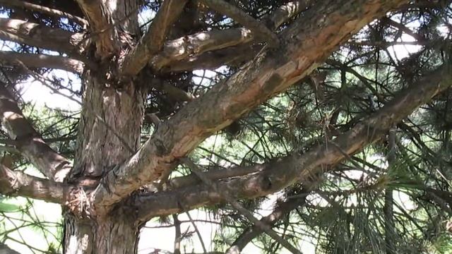 КОГДА И КАК СТРИЧЬ ХВОЙНЫЕ. Личный пример. смотреть онлайн