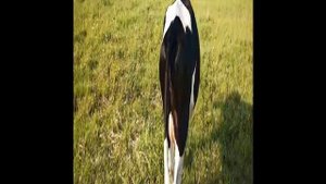 VID-20230628-WA0012.mp4