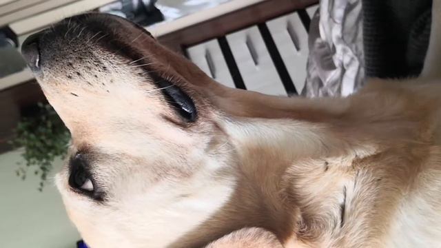 Лабрадор Бруно дома смотреть онлайн