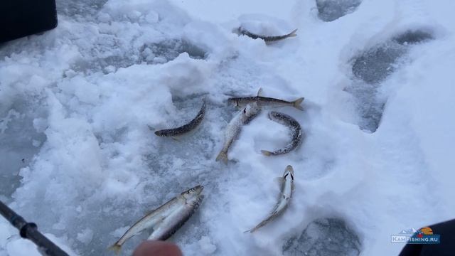 Авачинский зубарь клюёт как из пулемёта. Зимняя рыбалка в январе 2022 года
