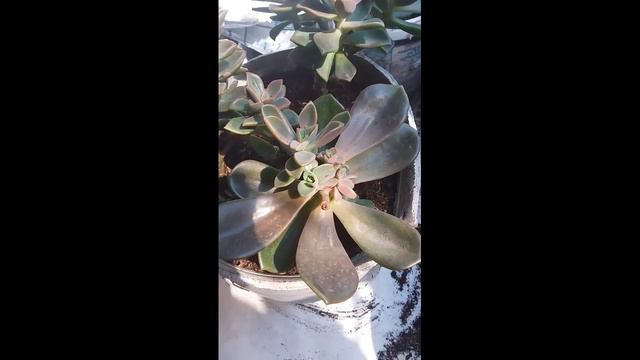 Transplante de echeveria Metallica y Echeverría Fénix a una matera más grande смотреть онлайн