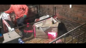 Свиньи грызут хвосты? Купируем хвостики поросятам. Проводим дезинфекцию в сарае. Свиноводство.