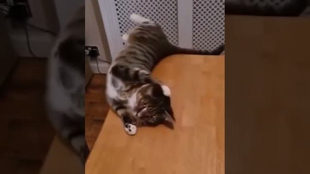 гимнастические упражнения