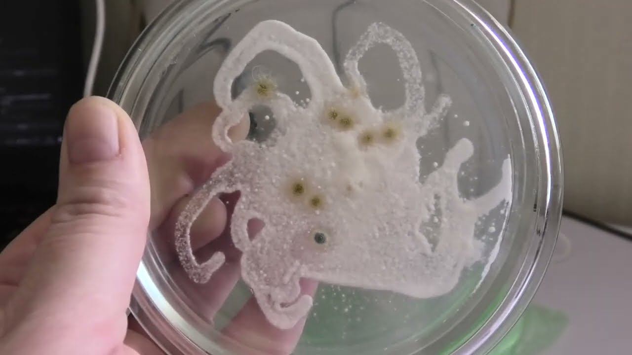 Проверяю био препараты из магазина на наличие заявленных грибов смотреть онлайн