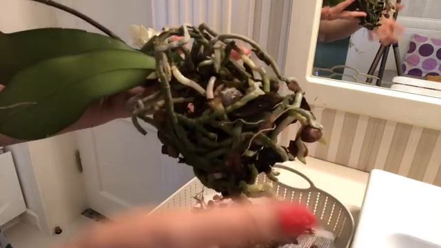 ОРХИДЕИ. Как орхидеи наращивают корни на старых тяжах. Какие горшки лучше всего для фаленопсисов. смотреть онлайн