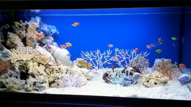 История создания направления в оформлении аквариумов «Псевдоморе»💫