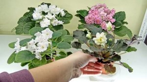 Когда нужно удалять цветоносы у фиалки? Цветение детки