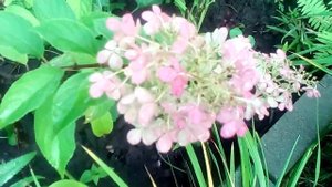 КАРИОПТЕРИС