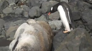 Пингвин не заметил тюленя
