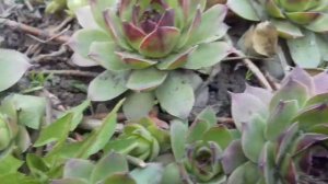 Каменная роза