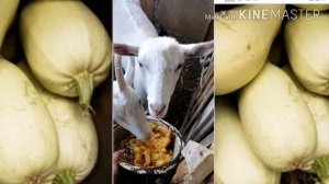 Едят ли козы кабачки?