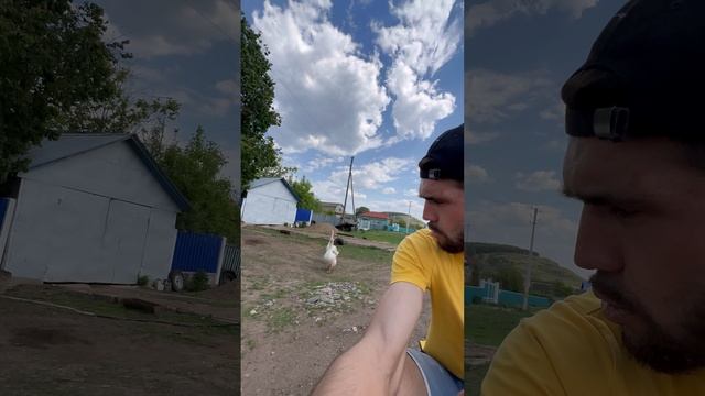 Очень любвеобильные гуси ? #shorts