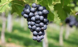 Как сохранить виноград сочным и сладким в аномальную жару