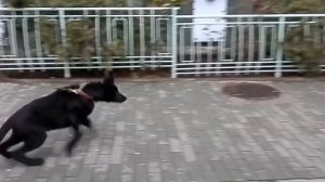 Щенок черной немецкой овчарки Вульф, 3,5 мес.Одесса.