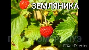 ФРУКТЫ, ОРЕХИ И ЯГОДЫ НА КАБАРДИНСКОМ ЯЗЫКЕ