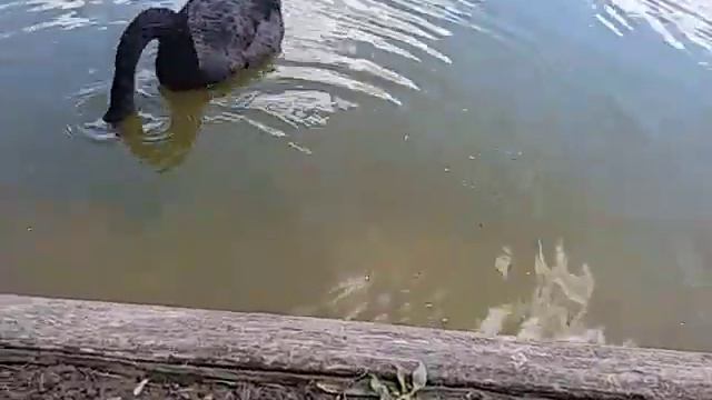 мое любимое место в Киеве, где можно пообщаться с лебедями смотреть онлайн