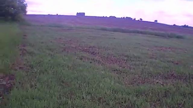 Посев зелёнки под фрезу мотоблока спустя две недели.