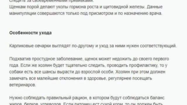 Кто они? – карликовые немецкие овчарки