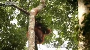 Джавид - В Мире Животных 2