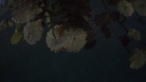 Две звезды(Вне небе полночном, в небе весеннем падали две звезды)наброски)