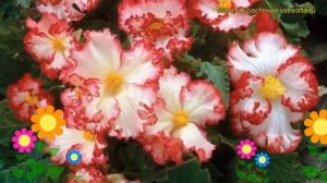 Бегония клубневая Крипса Маргината Вайт Рэд. Краткий обзор begonia Crispa Marginata White Red