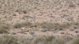 Cheetahs - the life of High-speed hunters of the Savannah