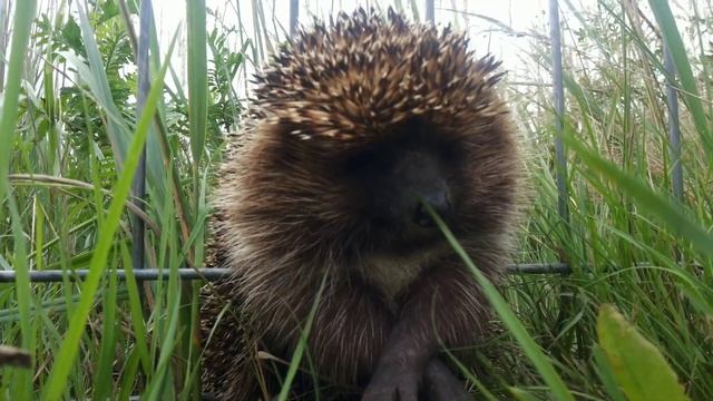 Спасение ёжика, который в заборе застрял смотреть онлайн