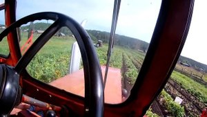 Копаем картофель КтН 2 В СЕЗОН 2023г