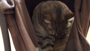 Гамак для кошки своими руками