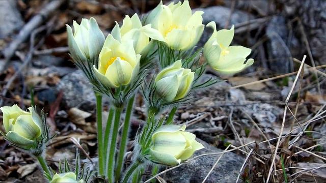 Цветы смотреть онлайн