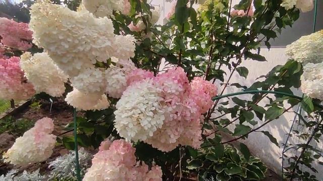 Гортензия Ванилла Фрейз? статная красавица в белорусском лесу ?????
