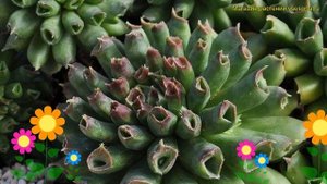 Молодило кровельное Оддити. Краткий обзор, описание характеристик sempervivum tectorum Oddity