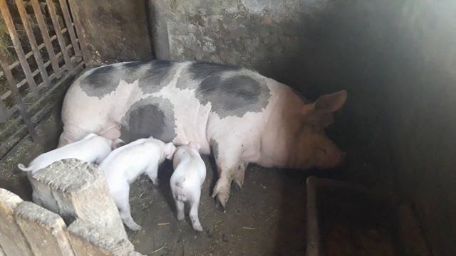 Забавные поросята! Funny piglets! смотреть онлайн