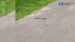 В парке Владимирской области заметили ползучего гостя