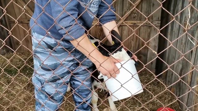 Мы это сделали... Купили коровку 40 литровку смотреть онлайн