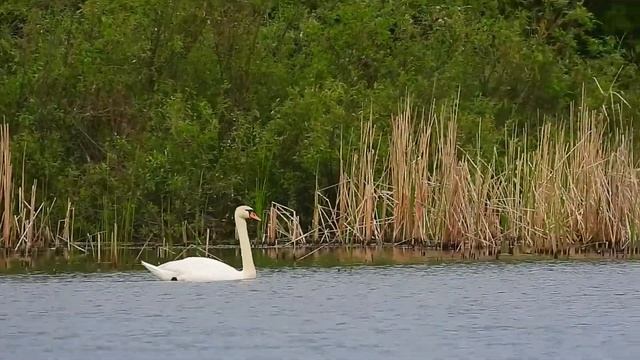 Лебеди 28 мая