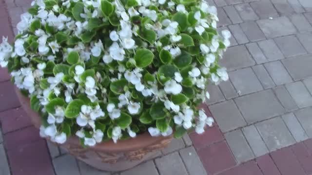 Великолепная бегония..mp4 смотреть онлайн