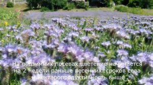Фацелия пижмолистная или рябинолистная. Phacelia L. Facelia