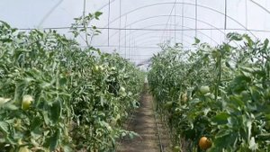 Промышленные ТЕПЛИЦЫ,быстро??