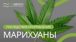 ?️ Последствия длительного употребления каннабиноидов