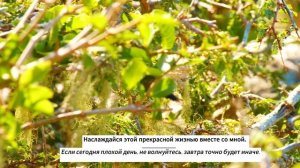 спокойная музыка для снятия стресса | Музыка Сергей Грищук