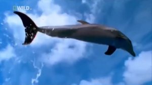 чудеса природы, поёт Има Сумак