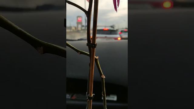ВЕСНА - Орхидея поехала в путешествие