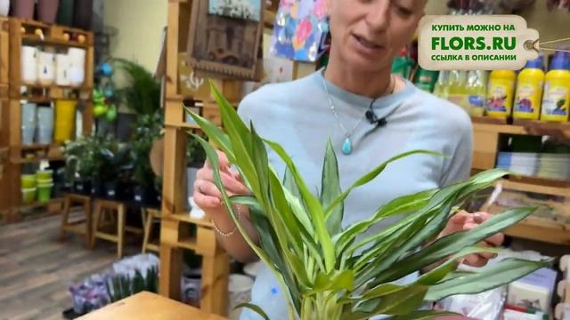 Аглаонема Уайт Ленс - элегантный сорт аглаонемы для комнатного озеленения