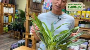 Аглаонема Уайт Ленс - элегантный сорт аглаонемы для комнатного озеленения