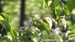 Пение прекрасных птиц*лес*Для глубокого сна и восстановления сил*Sleep* Relax* Nature Sounds*