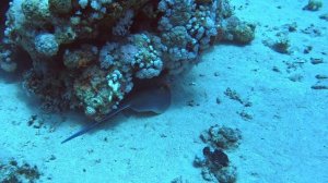 Дайвинг в Шарм Эль Шейх