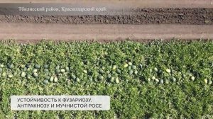 Арбуз Торетто F1